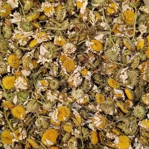 بابونه درشت ممتاز