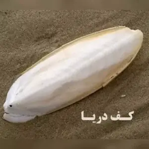 کف دریا